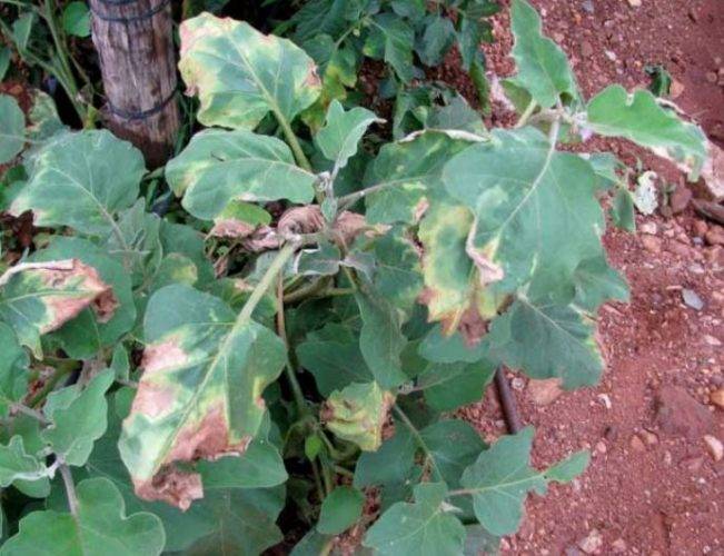 Баклажаны: выращивание и уход, методы борьбы с вредителями