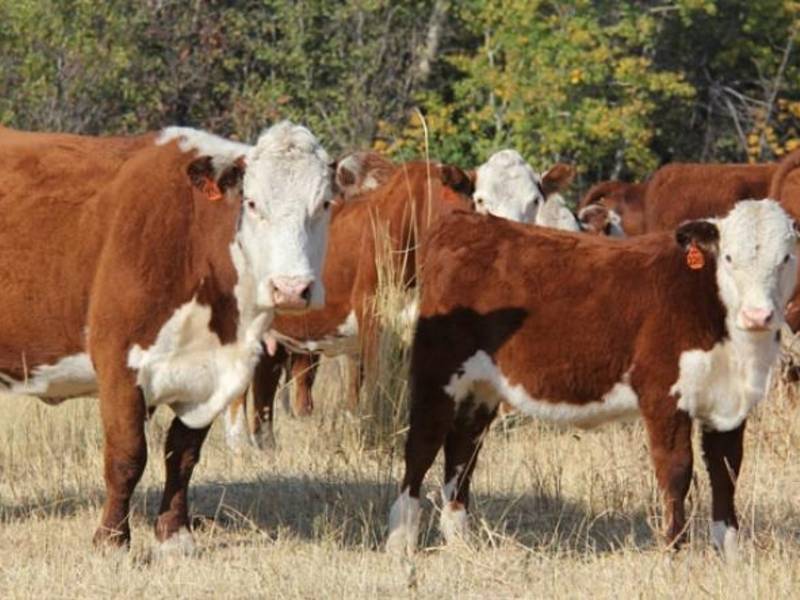 Герефордская порода коров: особенности разведения