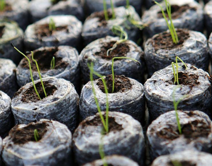 Когда и как сажать рассаду огурцов в торфяные горшочки и таблетки в домашних условиях: выращивание в домашних условиях.