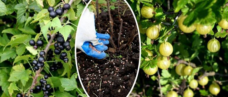 Чем подкормить весной смородину и крыжовник — ягоды грибы