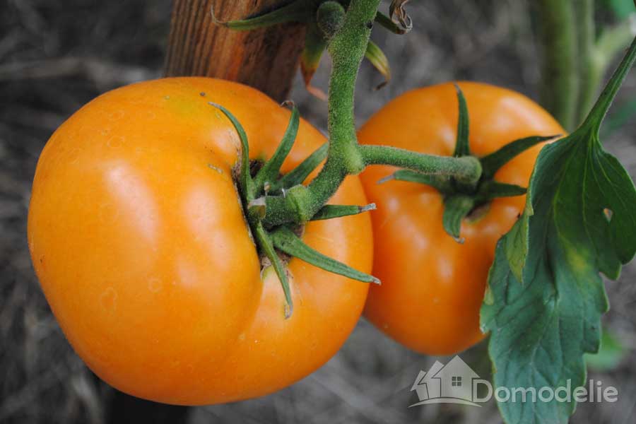 Томат "хурма": характеристика и описание сорта, урожайность, советы по выращиванию, фото помидор