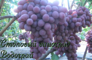 Ароматный и крупный виноград "водограй"