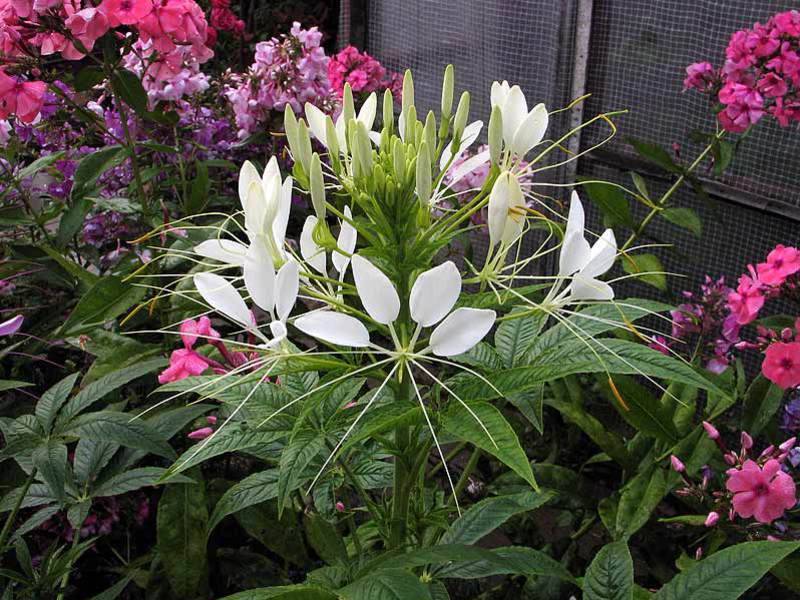 Цветок клеома фото и правила выращивания