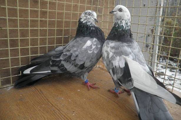 Породы почтовых голубей с фотографиями, названиями и видео