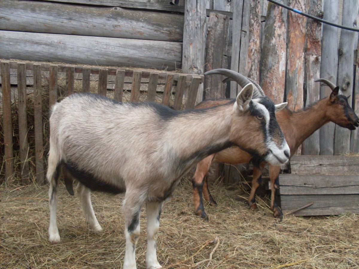 Чешские козы: описание породы, особенности содержания