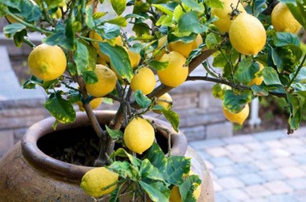 Как правильно поливать лимон в домашних условиях