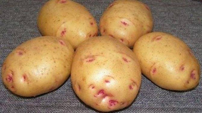 Описание картофеля сорта вега