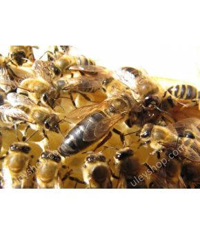 Какие породы пчел существуют