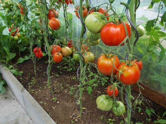 Томат гордость сибири: описание скороспелого сорта крупных помидоров