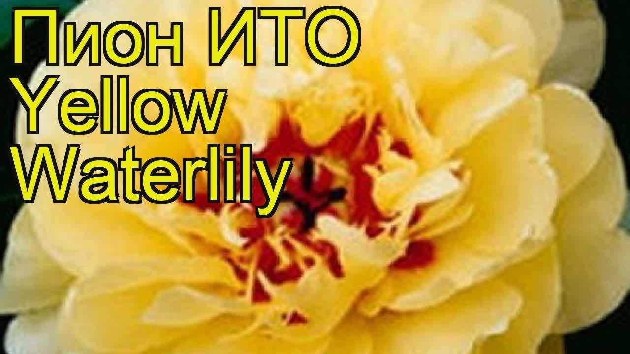 Пион пиллоу ток (paeonia pillow talk) — особенности цветка
