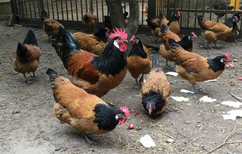 Курицы породы форверк: отличные несушки с ярким оперением