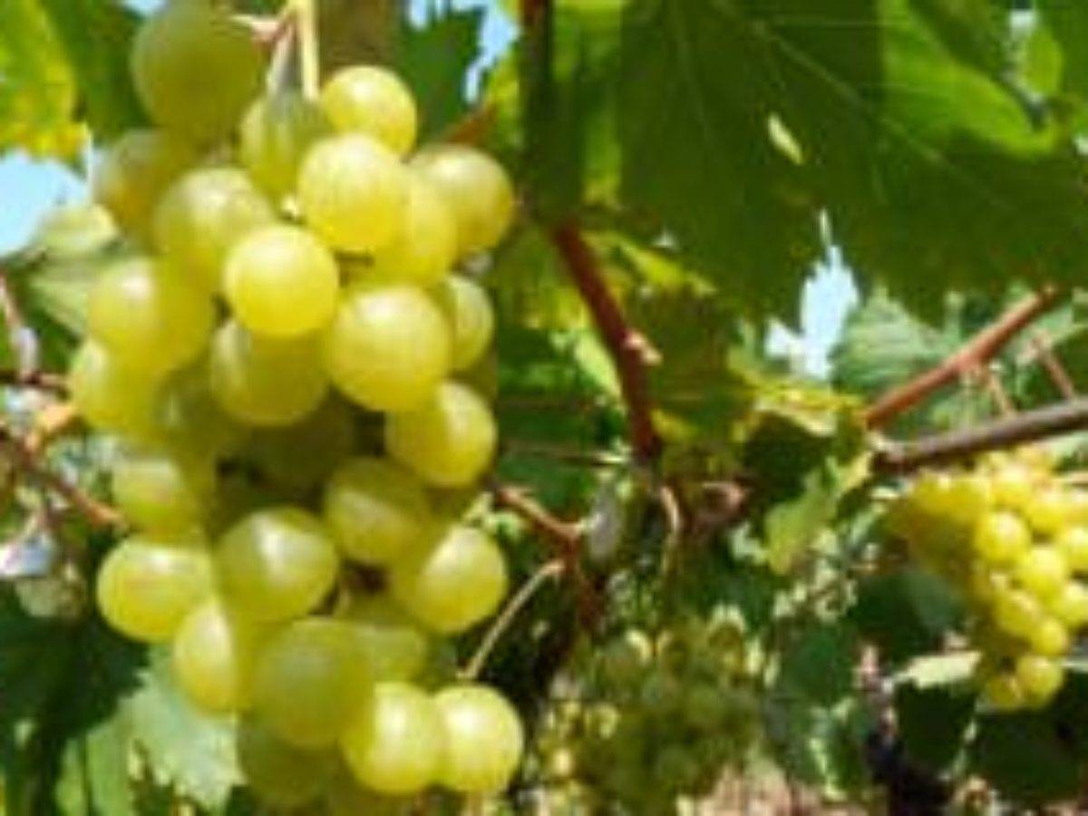 Виноград алекса: описание сорта, фото и отзывы садоводов