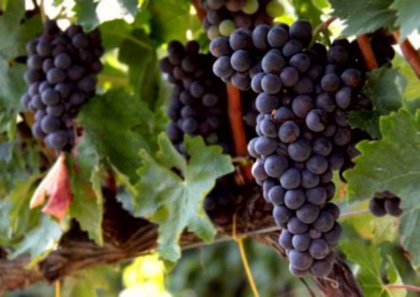 Описание сорта испанского винограда темпранильо, характеристики урожайности и морозоустойчивости