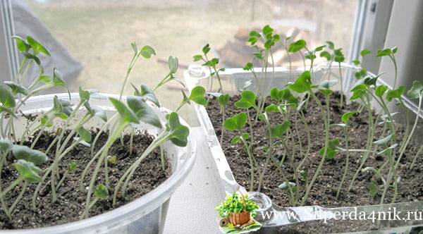Капуста брокколи: выращивание и уход в открытом грунте