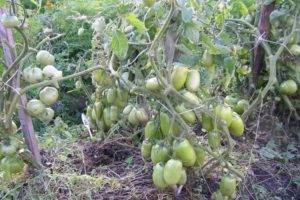 Томат каспар: описание сорта и урожайность