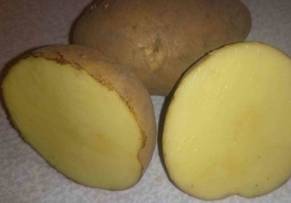 Сорт картофеля «кураж»: характеристика, описание, урожайность, отзывы и фото