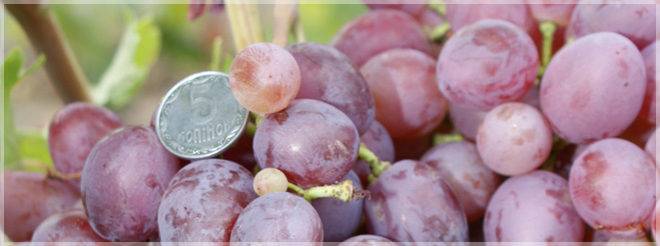 Виноград низина: описание сорта, фото, отзывы садоводов, видео