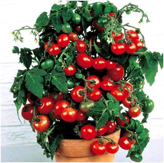 Комнатный томат, балконный помидор, или просто «балконное чудо»: описание сорта с фотографиями