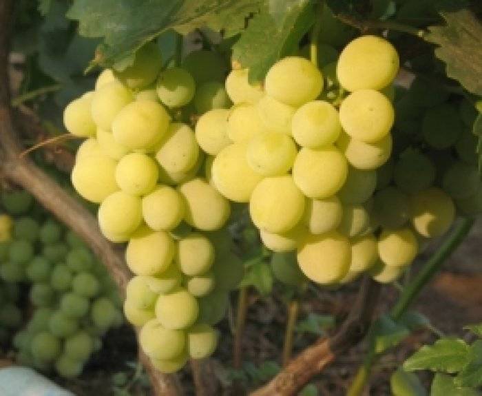 Белый и неприхотливый сорт винограда – валентина