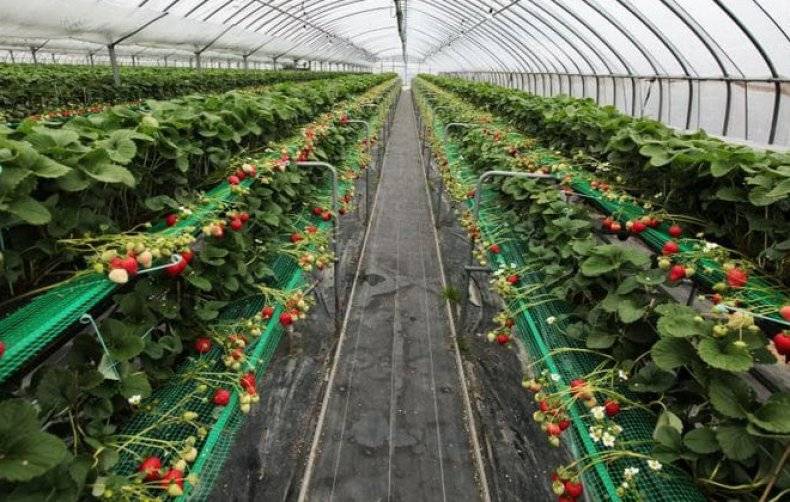 Как в голландии выращивают клубнику в открытом грунте