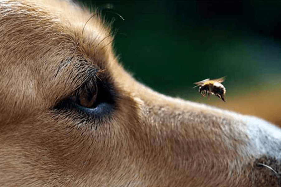 Аллергическая реакция на укус пчелы — расписываем во всех подробностях