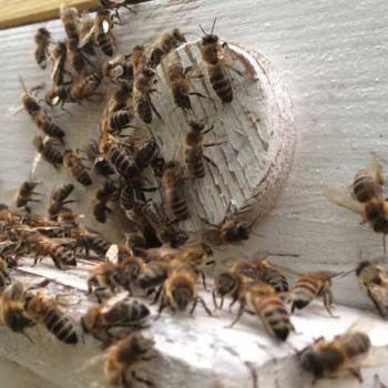 Советы по уходу за пчёлами весной