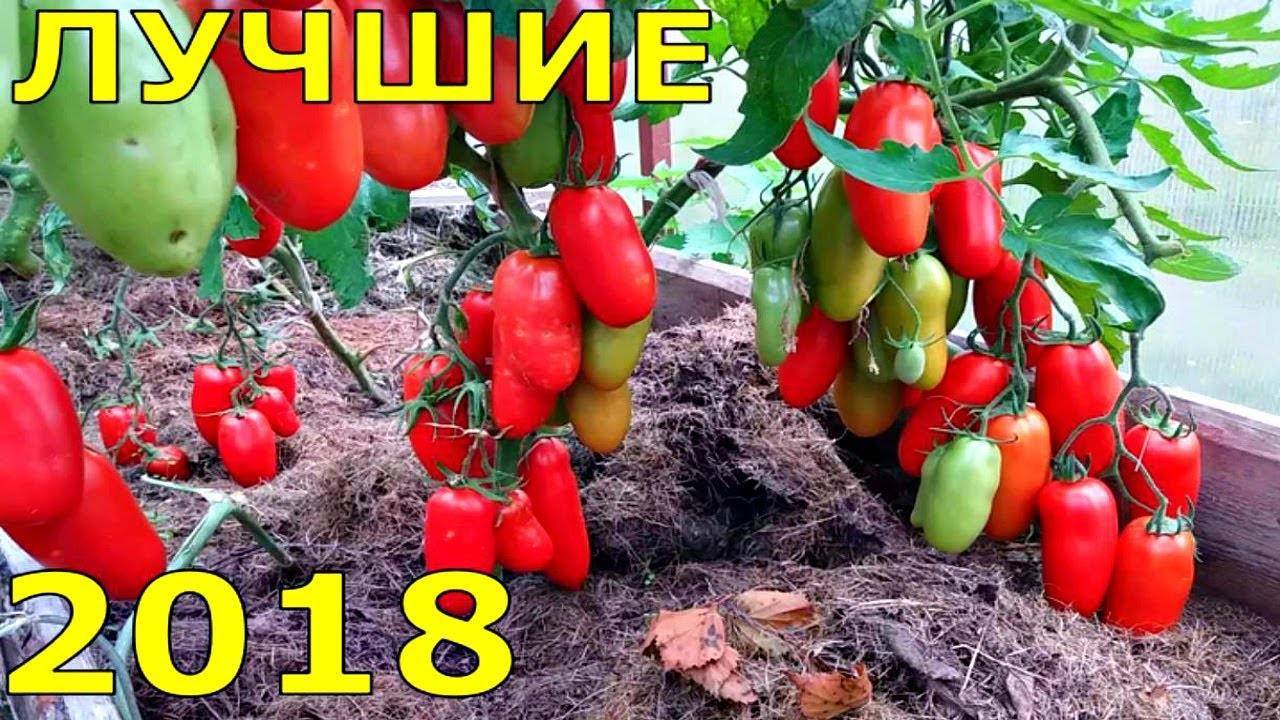 Какие урожайные сорта томатов лучше сажать для ленинградской области