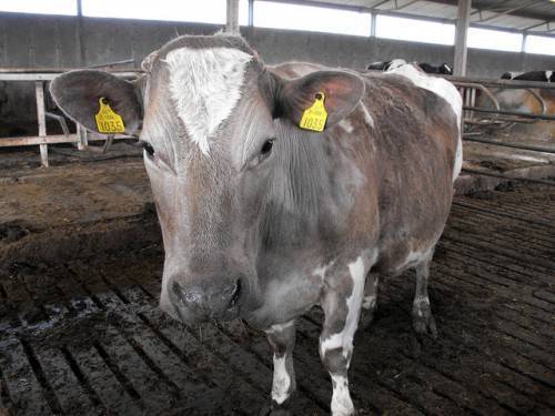 Способы лечения тимпании рубца у коровы
