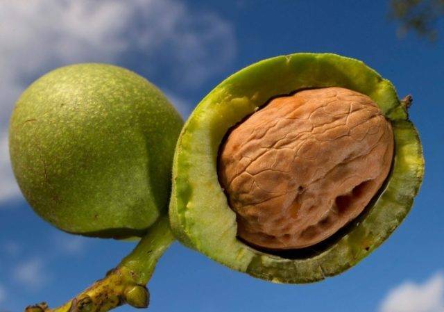 Полезные свойства зеленого грецкого ореха