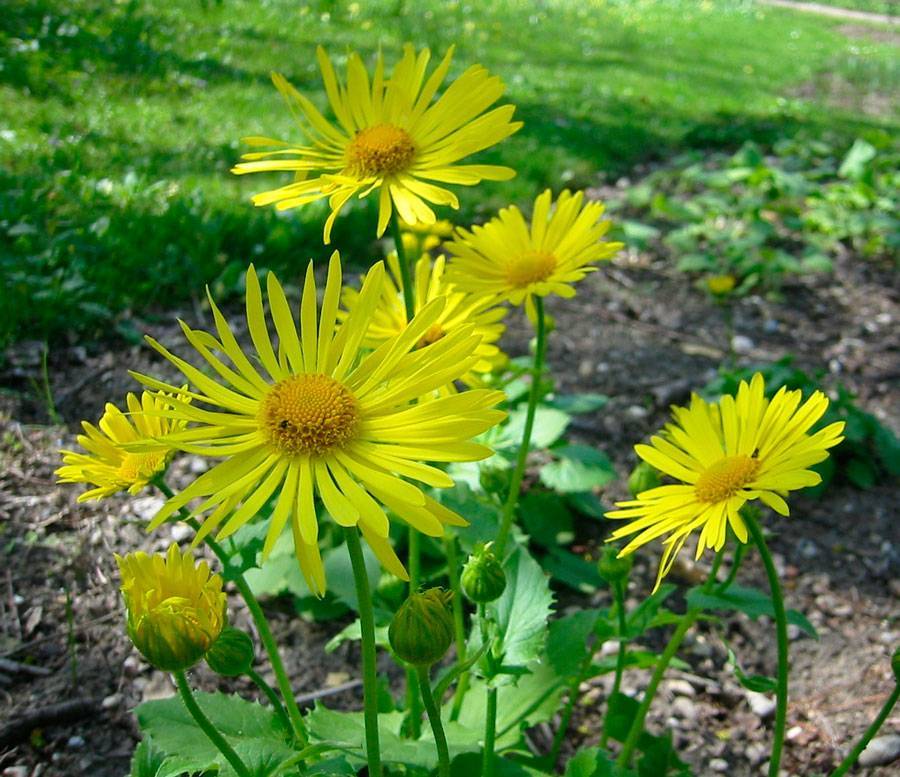 Желтые ромашки — многолетние цветы