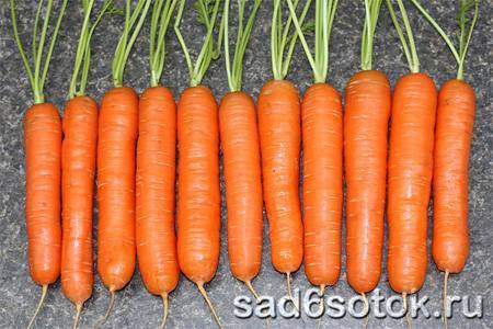 Сорта крупной моркови