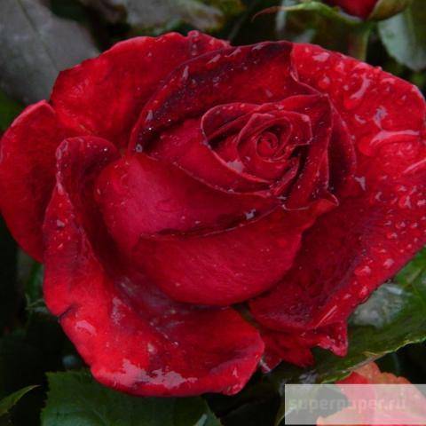 Роза керио: описание и характеристики сорта, выращивание и использование в дизайне