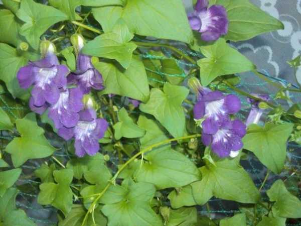 Вьющиеся цветы для сада (44 фото): названия растений для дачи. плетущиеся вьюны и тенелюбивые ползучие лианы, другие виды