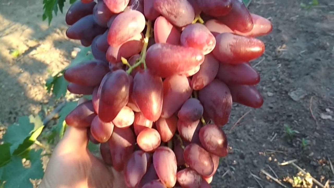 Особенности выращивания винограда дубовский розовый