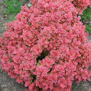 Барбарис Инспирейшн (Berberis thunbergii Inspiration)
