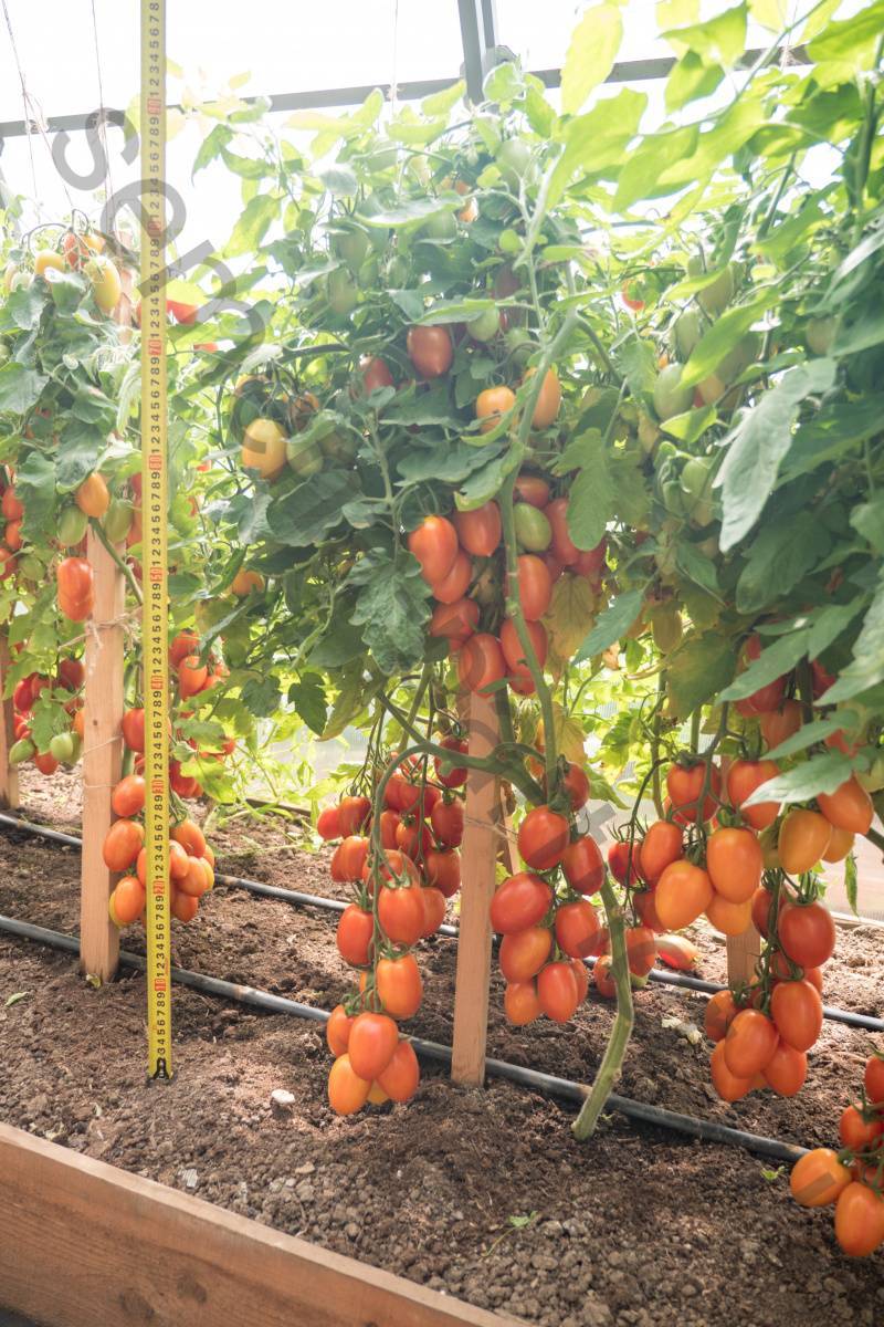 Томат "дебют" f1: описание и характеристики сорта, рекомендации по выращиванию хорошего урожая помидор