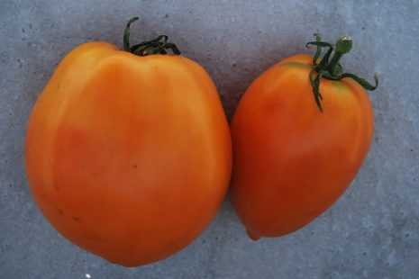 Томат южный загар — оранжевый плод необычайного вкуса