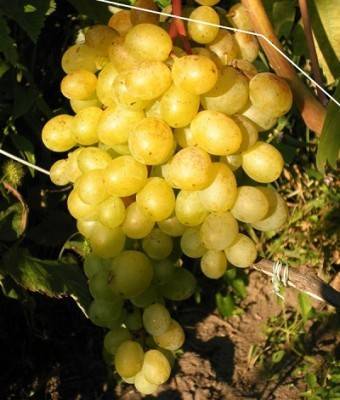 Сорт винограда фрумоаса албэ с фото и видео