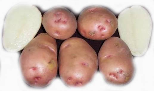 Характеристика картофеля инара