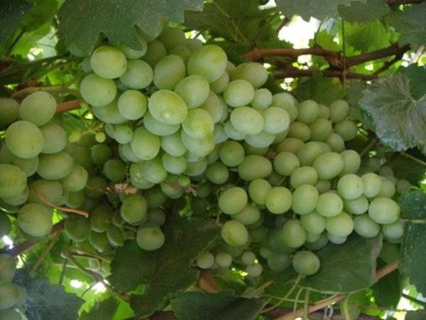 Описание сорта винограда новый подарок запорожью: фото и отзывы | vinograd-loza
