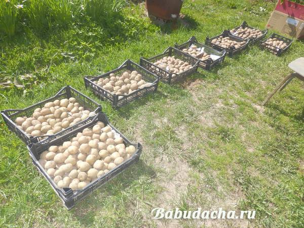 Препарат табу для обработки картофеля: принцип действия и отзывы огородников
