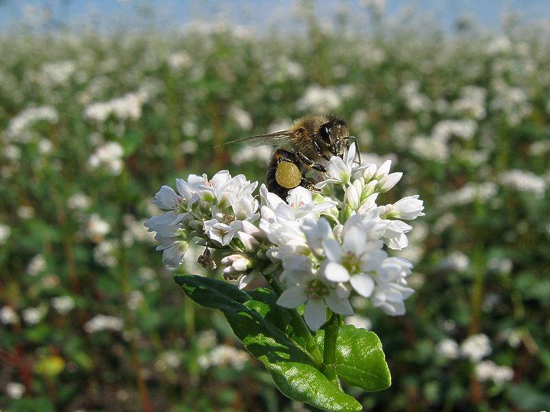 Сколько меда нужно оставлять пчелам на зиму: советы, фото- и видеообзор