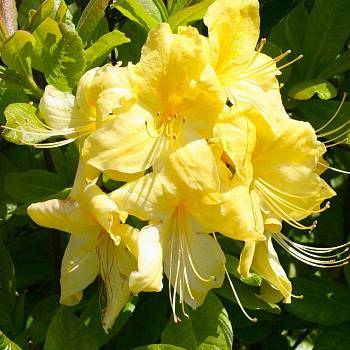 Рододендрон японский: популярные сорта, описание, посадка и уход за цветком