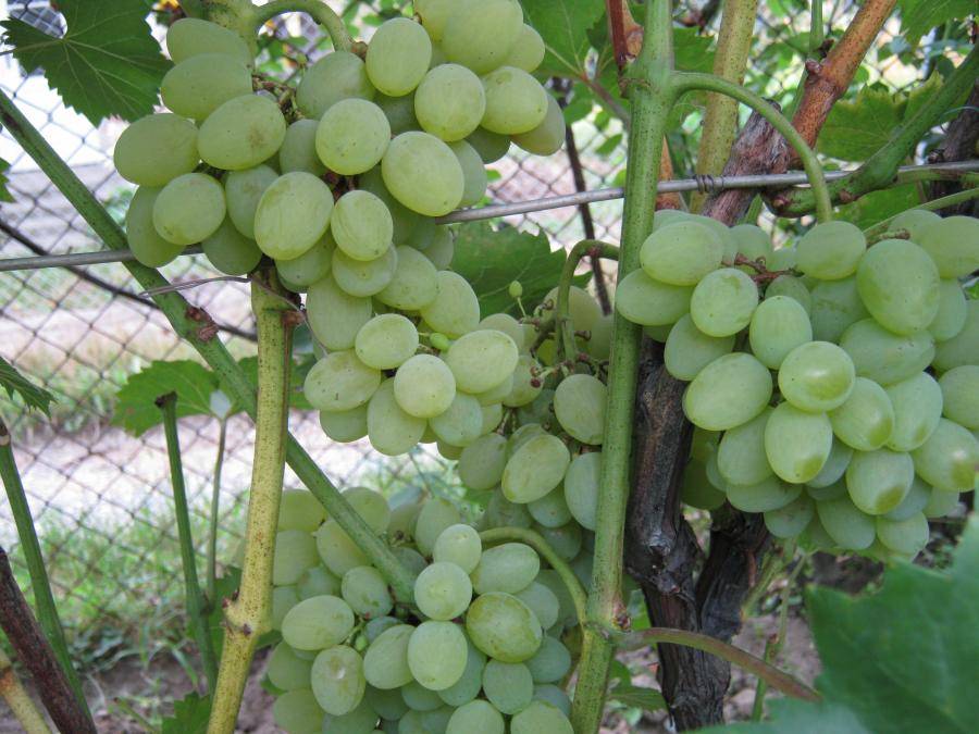 Урожайный, ранний, декоративный — сорт винограда плевен
