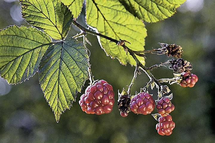 Описание ягоды княженика с фото, где растет, польза и вред