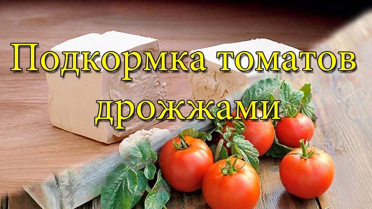Дрожжевая подкормка для помидор. 7 рецептов подкормки помидор дрожжами. | красивый дом и сад