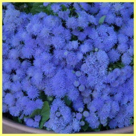 Цветы голубой агератум: описание сортов, посадка и уход