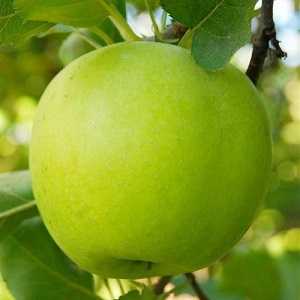 Сладкая яблоня медуница: описание, фото, отзывы