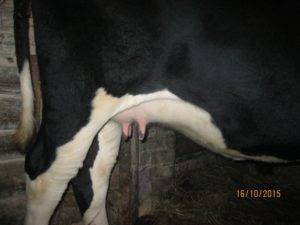 Можно ли доить корову перед отёлом