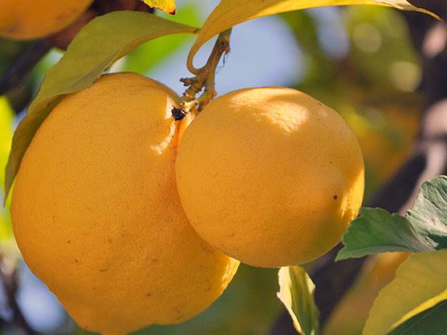 Что такое лайм и чем он отличается от лимона